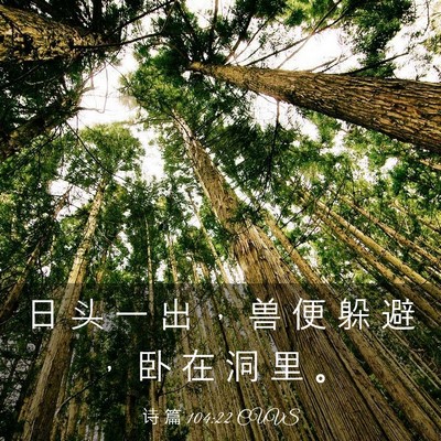 Picture 03 - 诗 篇 104:22 CUVS - 日 头 一 出 ， 兽 便 躲 避 ， 卧 在 - Bible Verse Picture