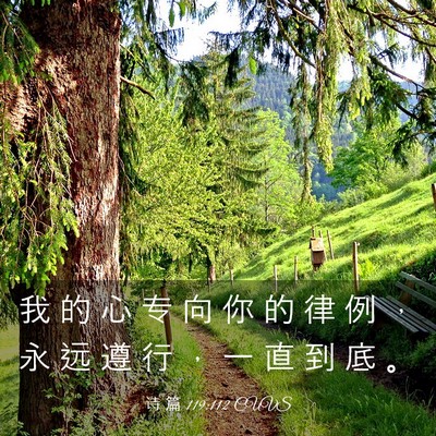 Picture 03 - 诗 篇 119:112 CUVS - 我 的 心 专 向 你 的 律 例 ， 永 远 - Bible Verse Picture