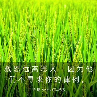 Picture 03 - 诗 篇 119:155 CUVS - 救 恩 远 离 恶 人 ， 因 为 他 们 不 - Bible Verse Picture