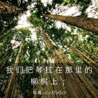 Picture 03 - 诗 篇 137:2 CUVS - 我 们 把 琴 挂 在 那 里 的 柳 树 上 - Bible Verse Picture