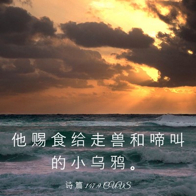 Picture 03 - 诗 篇 147:9 CUVS - 他 赐 食 给 走 兽 和 啼 叫 的 小 乌 - Bible Verse Picture