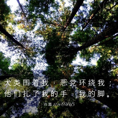 Picture 03 - 诗 篇 22:16 CUVS - 犬 类 围 着 我 ， 恶 党 环 绕 我 ； - Bible Verse Picture