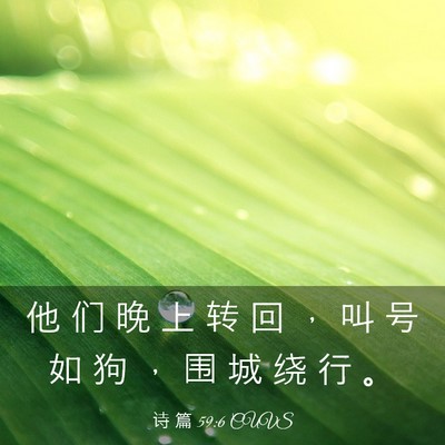 Picture 03 - 诗 篇 59:6 CUVS - 他 们 晚 上 转 回 ， 叫 号 如 狗 ， - Bible Verse Picture