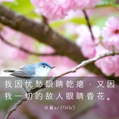Picture 03 - 诗 篇 6:7 CUVS - 我 因 忧 愁 眼 睛 乾 瘪 ， 又 因 我 - Bible Verse Picture