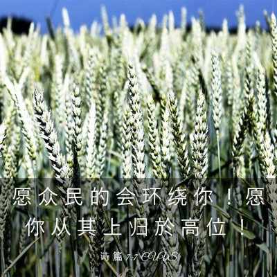 Picture 03 - 诗 篇 7:7 CUVS - 愿 众 民 的 会 环 绕 你 ！ 愿 你 从 - Bible Verse Picture