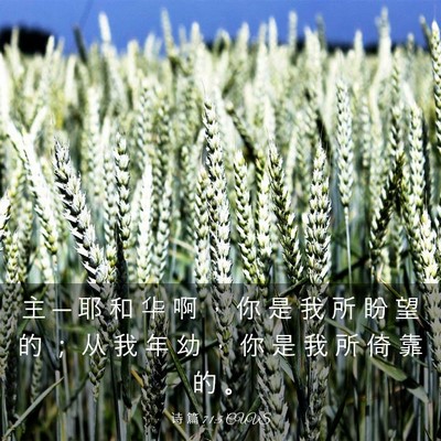 Picture 03 - 诗 篇 71:5 CUVS - 主 ─ 耶 和 华 啊 ， 你 是 我 所 盼 - Bible Verse Picture