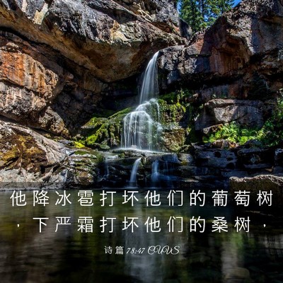 Picture 03 - 诗 篇 78:47 CUVS - 他 降 冰 雹 打 坏 他 们 的 葡 萄 树 - Bible Verse Picture