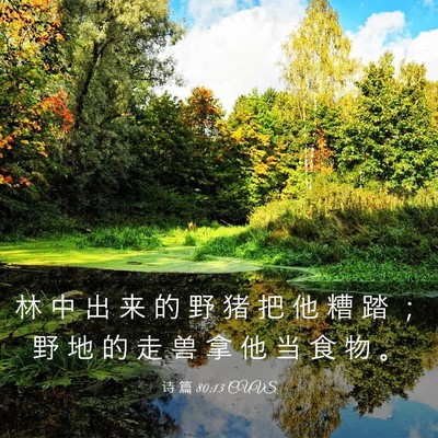 Picture 03 - 诗 篇 80:13 CUVS - 林 中 出 来 的 野 猪 把 他 糟 踏 ； - Bible Verse Picture