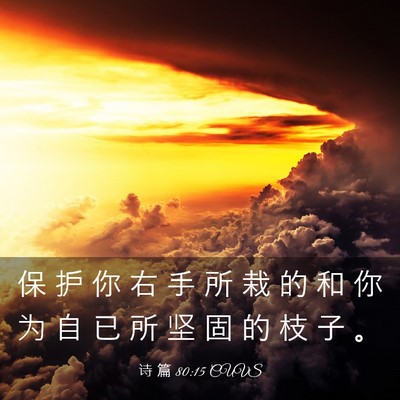 Picture 03 - 诗 篇 80:15 CUVS - 保 护 你 右 手 所 栽 的 和 你 为 自 - Bible Verse Picture