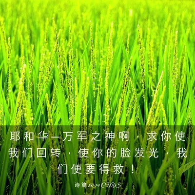 Picture 03 - 诗 篇 80:19 CUVS - 耶 和 华 ─ 万 军 之 神 啊 ， 求 你 - Bible Verse Picture