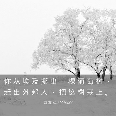 Picture 03 - 诗 篇 80:8 CUVS - 你 从 埃 及 挪 出 一 棵 葡 萄 树 ， - Bible Verse Picture