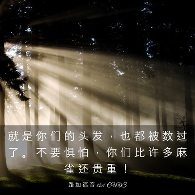 Picture 03 - 路 加 福 音 12:7 CUVS - 就 是 你 们 的 头 发 ， 也 都 被 数 - Bible Verse Picture