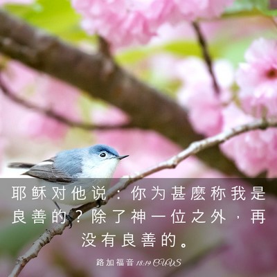 Picture 03 - 路 加 福 音 18:19 CUVS - 耶 稣 对 他 说 ： 你 为 甚 麽 称 我 - Bible Verse Picture