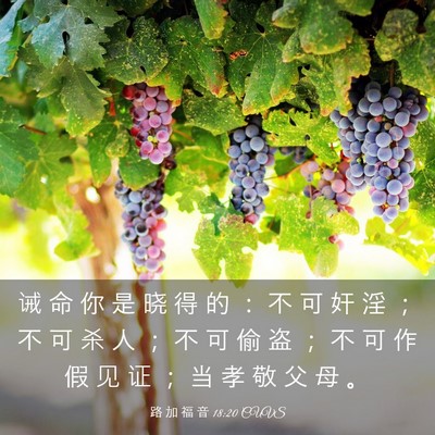 Picture 03 - 路 加 福 音 18:20 CUVS - 诫 命 你 是 晓 得 的 ： 不 可 奸 淫 - Bible Verse Picture
