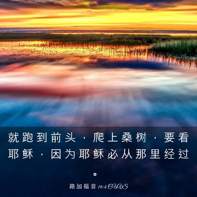 Picture 03 - 路 加 福 音 19:4 CUVS - 就 跑 到 前 头 ， 爬 上 桑 树 ， 要 - Bible Verse Picture