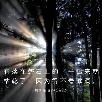 Picture 03 - 路 加 福 音 8:6 CUVS - 有 落 在 磐 石 上 的 ， 一 出 来 就 - Bible Verse Picture