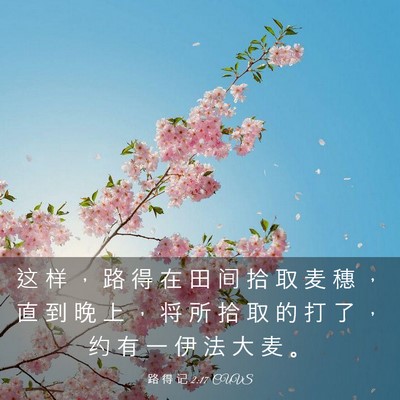 Picture 03 - 路 得 记 2:17 CUVS - 这 样 ， 路 得 在 田 间 拾 取 麦 穗 - Bible Verse Picture