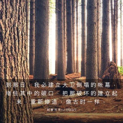 Picture 03 - 阿 摩 司 书 9:11 CUVS - 到 那 日 ， 我 必 建 立 大 卫 倒 塌 - Bible Verse Picture