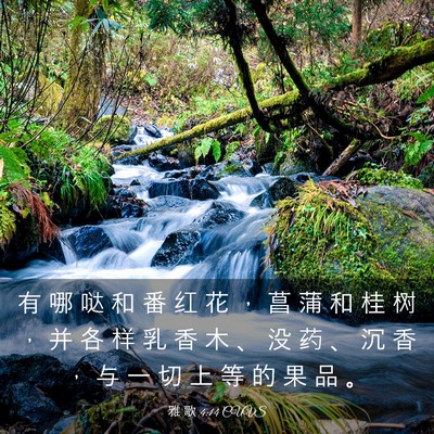 Picture 03 - 雅 歌 4:14 CUVS - 有 哪 哒 和 番 红 花 ， 菖 蒲 和 桂 - Bible Verse Picture