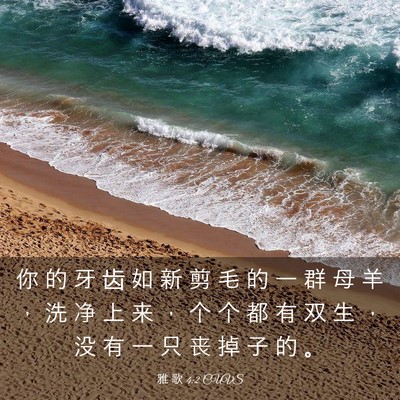 Picture 03 - 雅 歌 4:2 CUVS - 你 的 牙 齿 如 新 剪 毛 的 一 群 母 - Bible Verse Picture