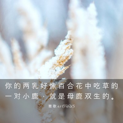 Picture 03 - 雅 歌 4:5 CUVS - 你 的 两 乳 好 像 百 合 花 中 吃 草 - Bible Verse Picture