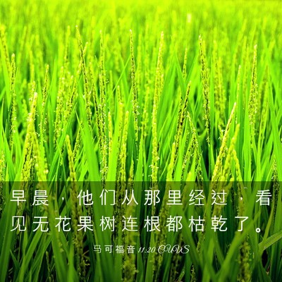Picture 03 - 马 可 福 音 11:20 CUVS - 早 晨 ， 他 们 从 那 里 经 过 ， 看 - Bible Verse Picture