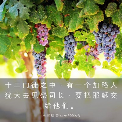 Picture 03 - 马 可 福 音 14:10 CUVS - 十 二 门 徒 之 中 ， 有 一 个 加 略 - Bible Verse Picture