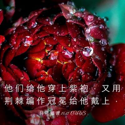 Picture 03 - 马 可 福 音 15:17 CUVS - 他 们 给 他 穿 上 紫 袍 ， 又 用 荆 - Bible Verse Picture