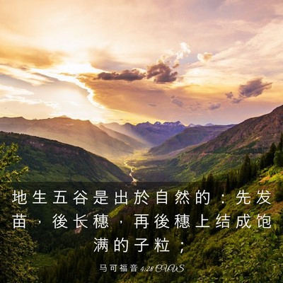 Picture 03 - 马 可 福 音 4:28 CUVS - 地 生 五 谷 是 出 於 自 然 的 ： 先 - Bible Verse Picture