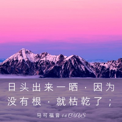 Picture 03 - 马 可 福 音 4:6 CUVS - 日 头 出 来 一 晒 ， 因 为 没 有 根 - Bible Verse Picture