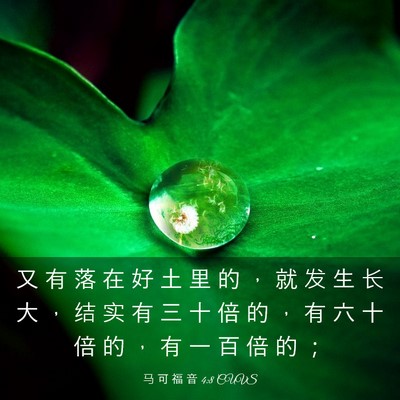 Picture 03 - 马 可 福 音 4:8 CUVS - 又 有 落 在 好 土 里 的 ， 就 发 生 - Bible Verse Picture