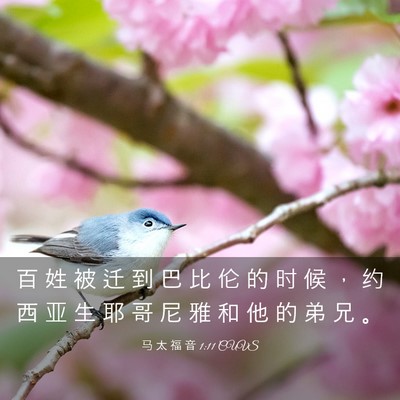 Picture 03 - 马 太 福 音 1:11 CUVS - 百 姓 被 迁 到 巴 比 伦 的 时 候 ， - Bible Verse Picture