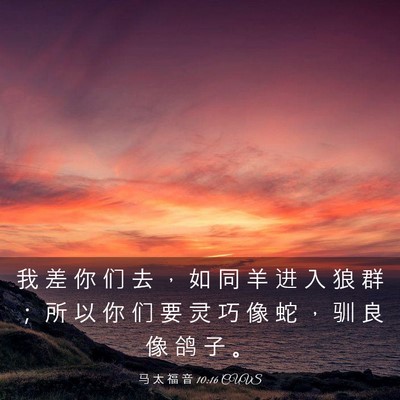 Picture 03 - 马 太 福 音 10:16 CUVS - 我 差 你 们 去 ， 如 同 羊 进 入 狼 - Bible Verse Picture