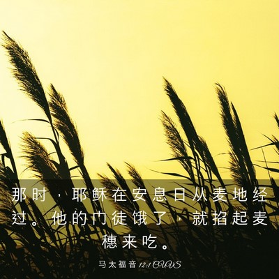 Picture 03 - 马 太 福 音 12:1 CUVS - 那 时 ， 耶 稣 在 安 息 日 从 麦 地 - Bible Verse Picture