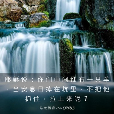 Picture 03 - 马 太 福 音 12:11 CUVS - 耶 稣 说 ： 你 们 中 间 谁 有 一 只 - Bible Verse Picture