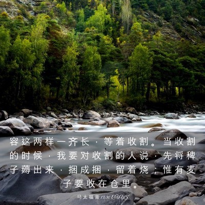Picture 03 - 马 太 福 音 13:30 CUVS - 容 这 两 样 一 齐 长 ， 等 着 收 割 - Bible Verse Picture