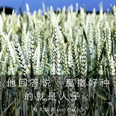 Picture 03 - 马 太 福 音 13:37 CUVS - 他 回 答 说 ： 那 撒 好 种 的 就 是 - Bible Verse Picture