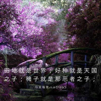 Picture 03 - 马 太 福 音 13:38 CUVS - 田 地 就 是 世 界 ； 好 种 就 是 天 - Bible Verse Picture