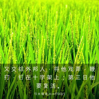 Picture 03 - 马 太 福 音 20:19 CUVS - 又 交 给 外 邦 人 ， 将 他 戏 弄 ， - Bible Verse Picture