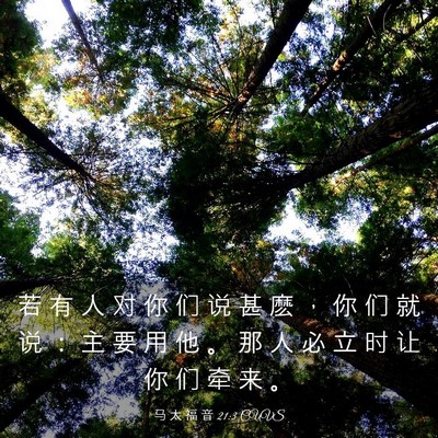 Picture 03 - 马 太 福 音 21:3 CUVS - 若 有 人 对 你 们 说 甚 麽 ， 你 们 - Bible Verse Picture