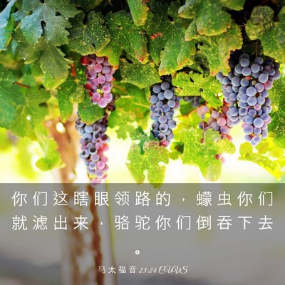 Picture 03 - 马 太 福 音 23:24 CUVS - 你 们 这 瞎 眼 领 路 的 ， 蠓 虫 你 - Bible Verse Picture