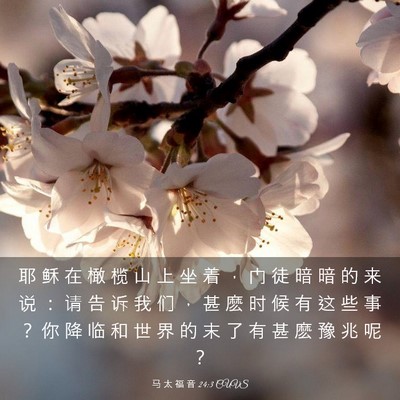 Picture 03 - 马 太 福 音 24:3 CUVS - 耶 稣 在 橄 榄 山 上 坐 着 ， 门 徒 - Bible Verse Picture