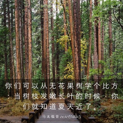 Picture 03 - 马 太 福 音 24:32 CUVS - 你 们 可 以 从 无 花 果 树 学 个 比 - Bible Verse Picture