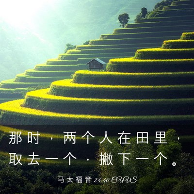 Picture 03 - 马 太 福 音 24:40 CUVS - 那 时 ， 两 个 人 在 田 里 ， 取 去 - Bible Verse Picture