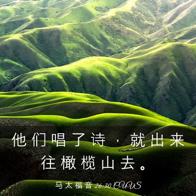Picture 03 - 马 太 福 音 26:30 CUVS - 他 们 唱 了 诗 ， 就 出 来 往 橄 榄 - Bible Verse Picture