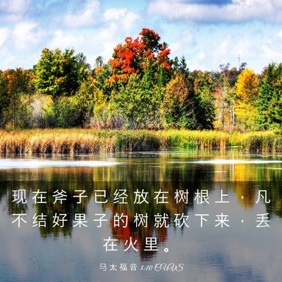 Picture 03 - 马 太 福 音 3:10 CUVS - 现 在 斧 子 已 经 放 在 树 根 上 ， - Bible Verse Picture