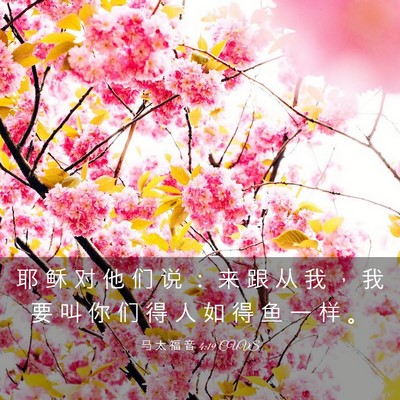 Picture 03 - 马 太 福 音 4:19 CUVS - 耶 稣 对 他 们 说 ： 来 跟 从 我 ， - Bible Verse Picture