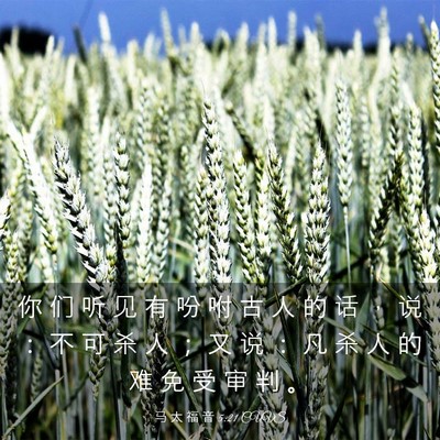 Picture 03 - 马 太 福 音 5:21 CUVS - 你 们 听 见 有 吩 咐 古 人 的 话 ， - Bible Verse Picture