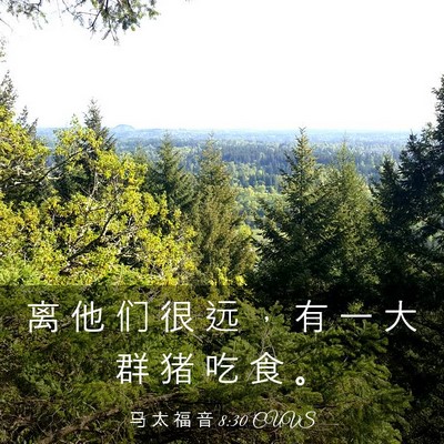 Picture 03 - 马 太 福 音 8:30 CUVS - 离 他 们 很 远 ， 有 一 大 群 猪 吃 - Bible Verse Picture