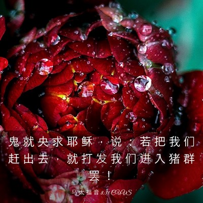 Picture 03 - 马 太 福 音 8:31 CUVS - 鬼 就 央 求 耶 稣 ， 说 ： 若 把 我 - Bible Verse Picture